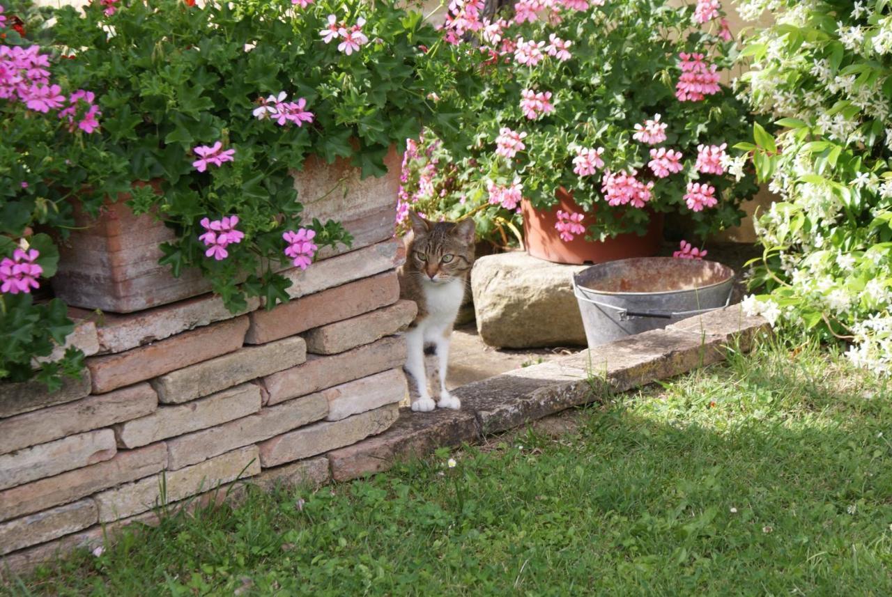 B&B Salvarosa Fano Dış mekan fotoğraf